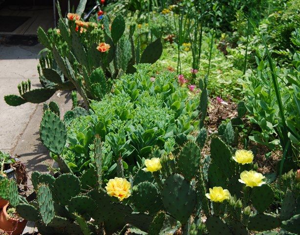  photo cactus3_zps09154ee7.jpg